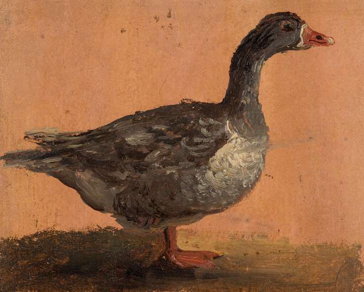 Goose in profile